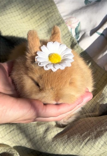 Adorable Baby Bunny: Cozy Vibes with a Netherland Dwarf