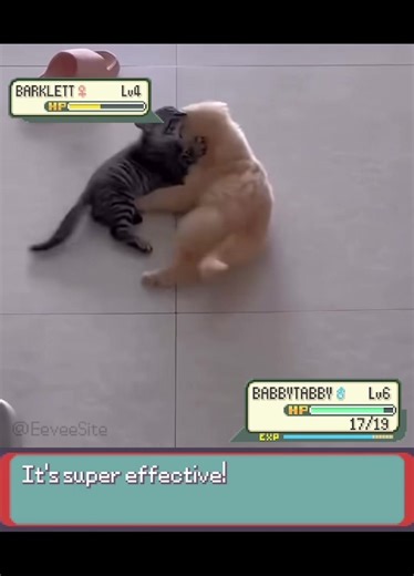 Baby Kitten vs. Dog Pokémon Battle