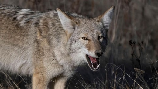 ATN Corp. on Instagram: "Coyotes don’t give a second chance, and with the ATN ThOR 5 XD, you won’t need one. Each of these clips shows the unmatched clarity and precision of our XTREME Definition Thermal Sensor, delivering razor-sharp images no matter the distance or the darkness. From the first heat signature to the last shot, every movement is captured in stunning detail. When clarity decides the outcome, this scope makes all the difference. Experience the power of precision at atncorp.com #AT