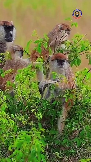 Patas Monkey — also known as the “red guenon” or “military monkey,” is one of the fastest primates on land. 😳❤️ #monkey #wildlife #nature #WildlifeBattle #fblifestyle #knowanytime | Know Anytime