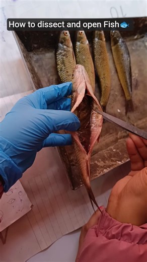 Step by step fish dissection to see whole organs 🐟 #dissection #practical #biology #fish #MSc #bsc