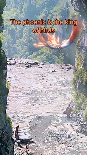 Real Phoenix Bird in Footage: Discover the Majesty of the Phoenix