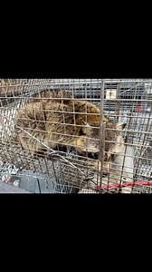 A day in the life with Wildlife Solutions- set a few squirrel traps 🐿️ getting into an attic from the roof gables, rehoming a scared raccoon 🦝 a quick ‘catch and release’ opossum 🌳 … all in a days work!! So don’t forget- we’re not just the best at pest control, we also do Wildlife! 🐾 | BUGSolutions