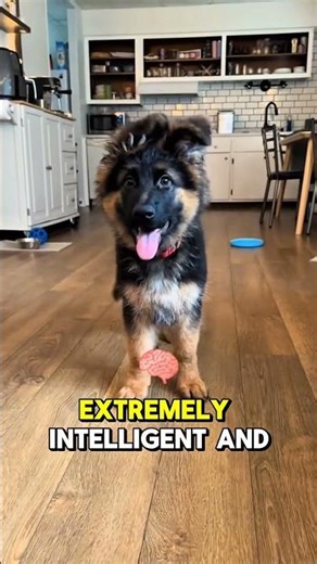 Top 5 Smartest Dog Breeds in the World (Number 1 Might Actually Blow Your Mind 🧠)