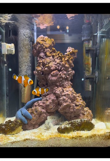 “Bringing the ocean home! 🌊✨ My nano reef is alive with its newest Nemos! 🐠🔥 Stay tuned for more! 👀 #NanoReef #SaltwaterAquarium #foreverpetshop #UnderwaterParadise”