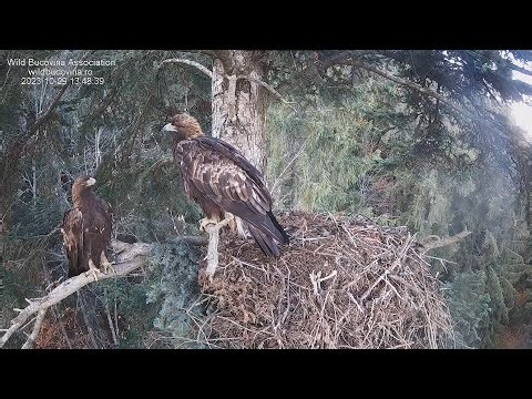 🔴Nest No. 1 Golden Eagle - Cuibul nr.1 Acvila de munte - (Aquila chrysaetos) 2025-2026