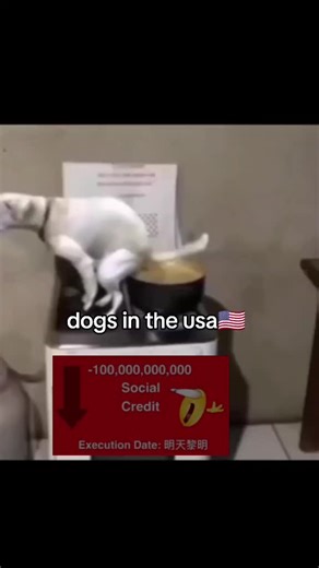 Dogs in China - Explore the Canine Culture of China