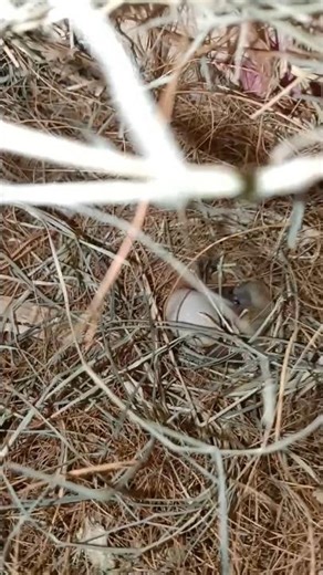 Our Indoor Aviary Setup 🌸 | Finches Living Their Best Life