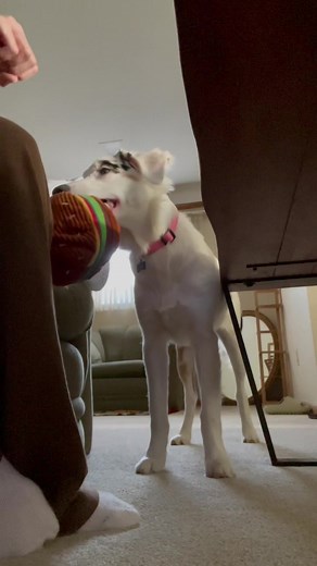 It say the least, learning ASL commands for Yuki has been fun 🤍 #puppy #puppiesoftiktok #australianshepherd #deafdog #deafdogsoftiktok #foryou #fyp #fy