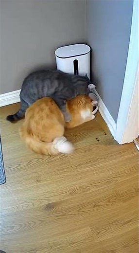 Caught on Camera: Intense Food Fight Chaos Unfolds