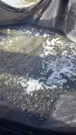 🐟 𝐒𝐭𝐫𝐨𝐧𝐠 𝐡𝐚𝐫𝐯𝐞𝐬𝐭𝐬 𝐬𝐭𝐚𝐫𝐭 𝐰𝐢𝐭𝐡 𝐬𝐭𝐫𝐨𝐧𝐠 𝐟𝐢𝐧𝐠𝐞𝐫𝐥𝐢𝐧𝐠𝐬! 🐟 Your fish farm is only as good as the seed you stock. Weak fingerlings = weak growth, disease, and disappointment. Strong, quality fingerlings = a thriving business. 𝐍𝐞𝐯𝐞𝐫 𝐜𝐨𝐦𝐩𝐫𝐨𝐦𝐢𝐬𝐞 𝐨𝐧 𝐪𝐮𝐚𝐥𝐢𝐭𝐲 - 𝐲𝐨𝐮𝐫 𝐟𝐢𝐧𝐠𝐞𝐫𝐥𝐢𝐧𝐠𝐬 𝐚𝐫𝐞 𝐲𝐨𝐮𝐫 𝐟𝐮𝐭𝐮𝐫𝐞. 🌱 Contact:https://wa.me/263773561176 👉 Start right, farm strong, harvest better. #PondConstruction #FishPond #FishFarmingZW