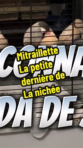 Sevrage bientôt terminé Mais on a un Tanguy dans la nichée … Le dernier né refuse de se sevrer et réclame avec insistance à manger à sa mère alors qu’il est en âge de se nourrir seul. Le sevrage pour celui ci prend plus de temps, mais alba reste zen et garde son calme pour aider ce petit dernier à couper le cordon 😅 Abonne toi pour savoir quand ce petit Tanguy sera sevré 😉 #oiseau #padda #sevrage #paddaapprivoise #breeding