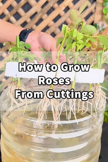 How to Propagate Roses: Step-by-Step Guide