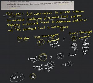 Using the genotypes of this cross, can you give a general defin... | Filo