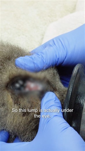 343K views · 9.3K reactions | Baby kangaroo stops breathing during gruesome dental surgery  | Bondi Vet | Facebook