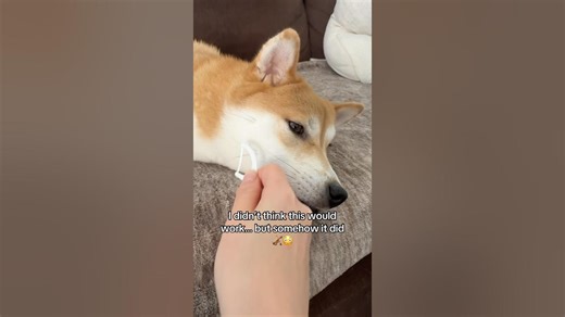 When life gives you whiskers, make music🎻#violin #puppydog #dogtrend #dogvideos #fy #short #shiba