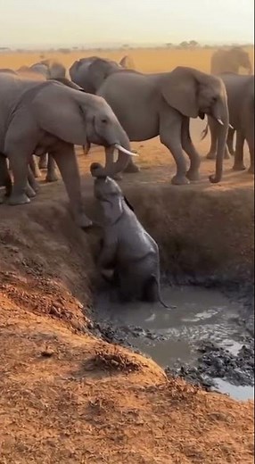 “Mother Elephant Saves Her Baby from a Deep River!” 🐘💧💥