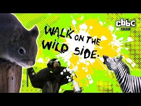 CBBC: Walk on The Wild Side - Freddie the Furping Squirrel