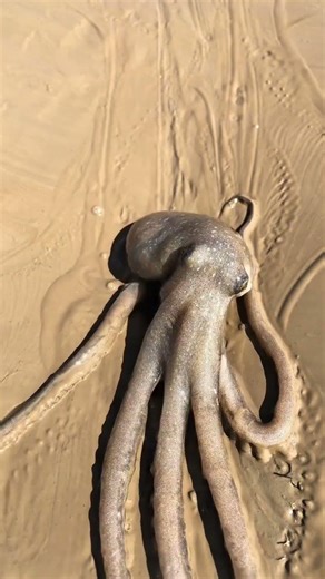 Octopus has excellent reverse technology #Go to the sea#fec8c