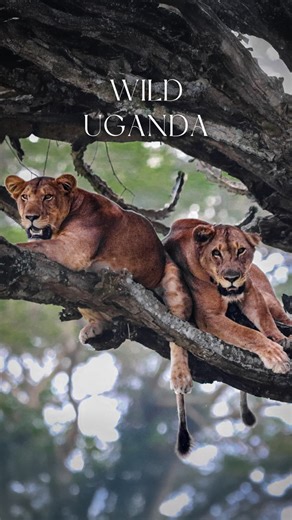 1.7K views · 118 reactions | Uganda is often overlooked as a safari destination, but the wildlife experiences here are truly impressive. You can track rhinos on foot, see large herds of buffalo and elephants, watch hippos out of the water, and even enjoy walking safaris alongside giraffes. Uganda has a way of surprising even experienced safari travelers  . . . . #ugandawildlife ##ugandaprivatetours #ugandatours #safaridestination #africansafari | Wild Uganda | Facebook
