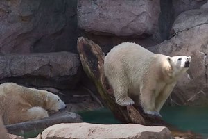 Hybrid 'Grolar Bears' Are a Living Consequence of Climate Change