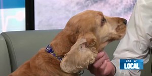 Pet Vet: Health risks of smoking around pets