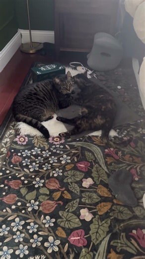 Busted #cat #catsnuggles #catmom