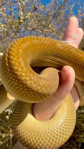Incredible Patternless Highland Scrub Python Female
