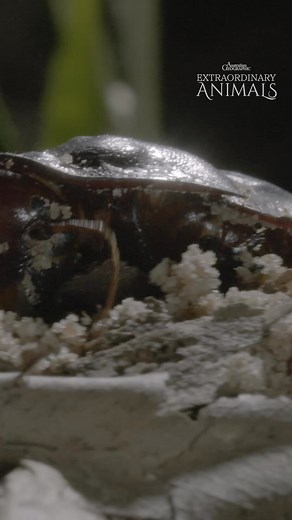 4.8K views · 107 reactions | Meet the world's heaviest species of cockroach!  Unlike other insects who mostly reproduce by laying eggs, this heavyweight champion gives birth to live young. Mums can dig a burrow up to six metres long and a metre deep to prepare for her incoming clutch. #ausgeo #australia #cockroach #insects #giantburrowingcoackroach | Australian Geographic | Facebook