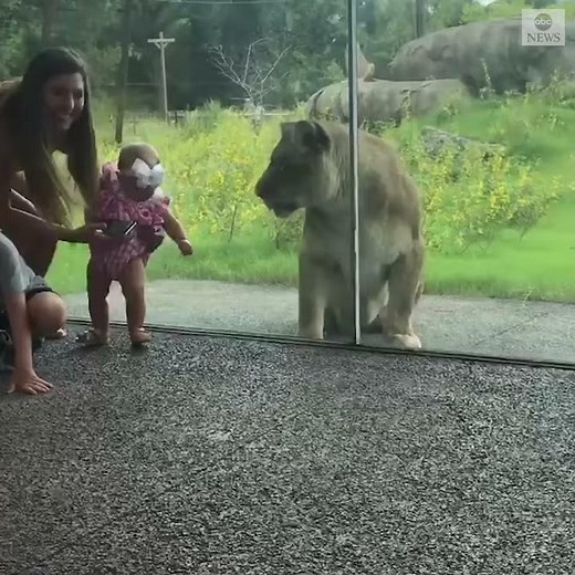 Lion tries to pounce on kids at zoo | ABC News
