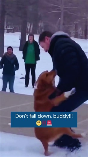 Dog Slips on Snowy Roof and Is Saved Just in Time