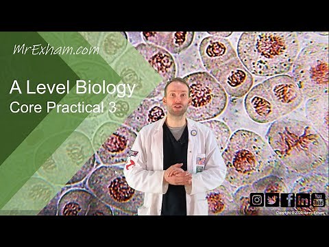Core Practical 3 - Root Tip Squash - A Level Biology
