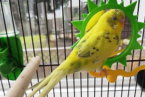 Budgie Tail Bobbing: Is This Normal Or Something Is Wrong?