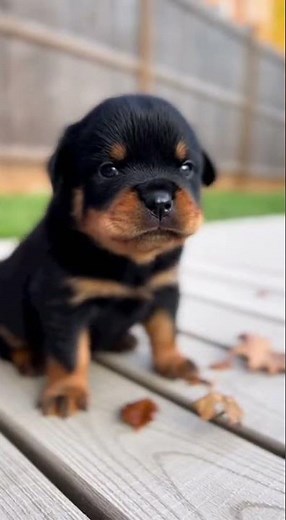 Angry but Adorable Puppy Moments 😅🐶 | Cute Puppy Tantrums & Reactions #puppy #dogshorts #animals