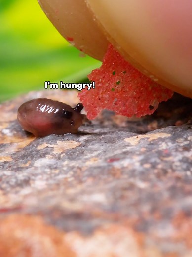 Feeding the Tiniest Baby Slug: An Adorable Encounter
