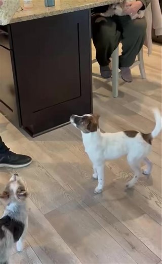 ADOPT ME! 🐶 COLBY is available to ADOPT and currently being fostered here in NJ! ➡️ Apply to adopt me now at www.trustrescue.org/adoptable-dogs 🩵 ALL OF OUR DOGS ARE: ✔️ $350 or LESS (check our site for specials!) ✔️ Fully vetted ✔️ Microchipped ✔️ Spayed/neutered (with exception to puppies that are not old enough yet) 💙 See our current specials and ALL of the dogs we have available on our website 🔗 www.trustrescue.org/adoptable-dogs #AdoptDontShop #TrustRescue #AdoptableDogs #AdoptMe #Adopt