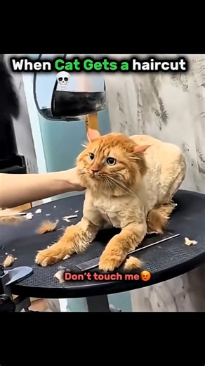 Cats Grooming 🤯💀 #trollface #shorts #cat