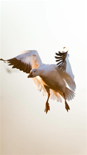 Slayer Calls on Instagram: "Introducing the Snowstorm. We wanted to create a call for the folks who don’t just hunt the spring migration. This call is simple, but does everything you want in a snow goose call. Now live at slayercalls.com"