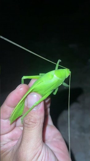 Interesting sound of leaf katydid