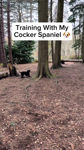 the.dog.educator on TikTok