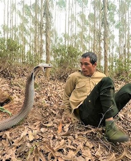 7K views · 61 reactions | 22 Scary Incidents Of King Cobras Unexpectedly Attacking Other Animals Caught On Camera vs礪 | Ultimate Minecraft | Facebook