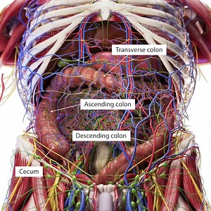 Bring unmatched detail to your projects with our exceptional 3D model of the appendix. As medical illustrators, animation studios, and app developers know, accuracy is paramount. Our model delivers unparalleled clarity and detail, providing a pivotal resource for projects demanding precision. The appendix, often considered a vestigial organ, holds fascination in both its function and its anatomy. By integrating our model, you ensure your audience is presented with the most accurate representatio