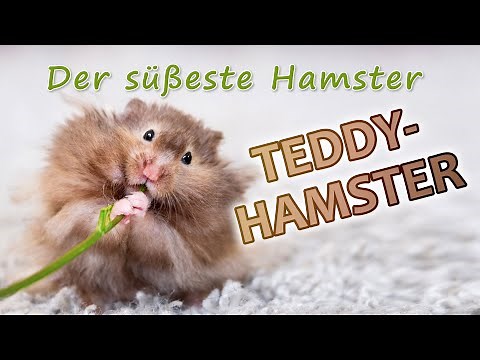 Teddy hamster care guide: Tips for long fur | Expert advice for optimal care