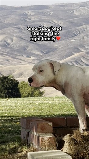 395K views · 27K reactions | She knew EXACTLY what she was doing 凉 We talked to Lauren about how this skinny stray dog kept "stalking" her family from afar, until one day she decided she was staying for good! See Hazel loving live with her new family on Instagram: thedo.do/laurbrookej | The Dodo | Facebook