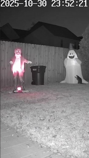 Wild Animals Terrified by Halloween Decorations! 🎃👻🦝 #shorts #halloween #funny
