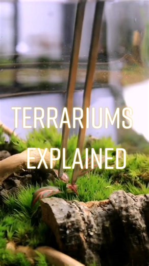 Understanding Terrariums: How Do They Work?