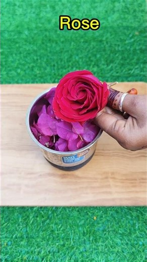 Organic Pink Gulaal | How to make Holi Colour | Homemade Natural Holi Colour #shorts #viral #holi