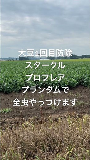 今年はすごく豊作傾向なので全虫紫斑病を殲滅していきます！！