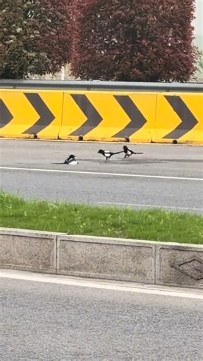 小鸟受伤困在马路中间，同伴不离不弃多次尝试救助，女子帮转移