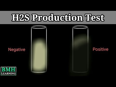 Hydrogen Sulphide Production Test | H2S Production Test |